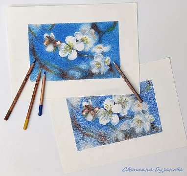 цветы вишни весной цветными карандашами