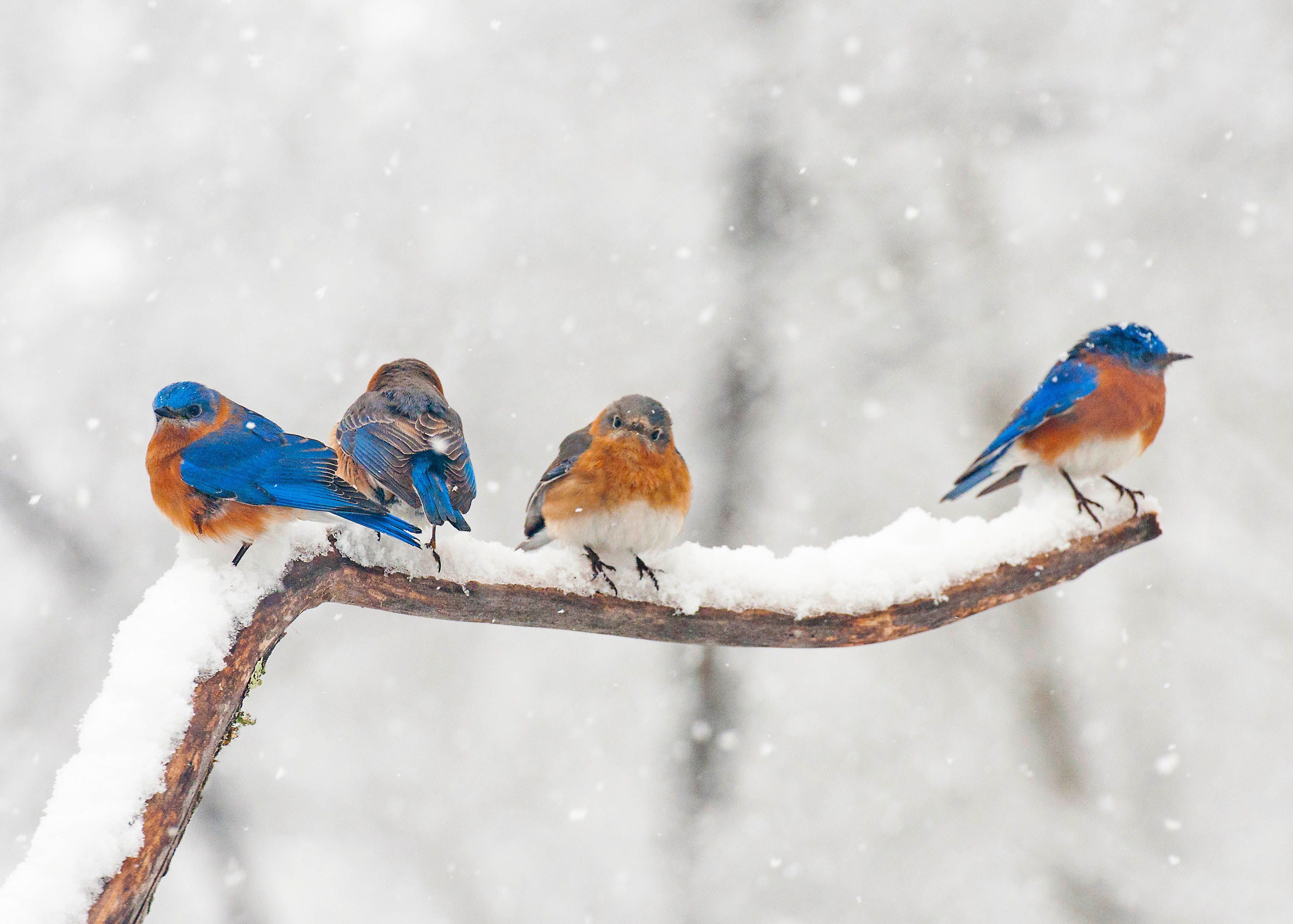 акварельный рисунок зимнего пейзажа с птицами на ветке