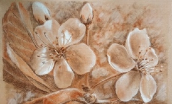 цветы вишни рисунок карандашами