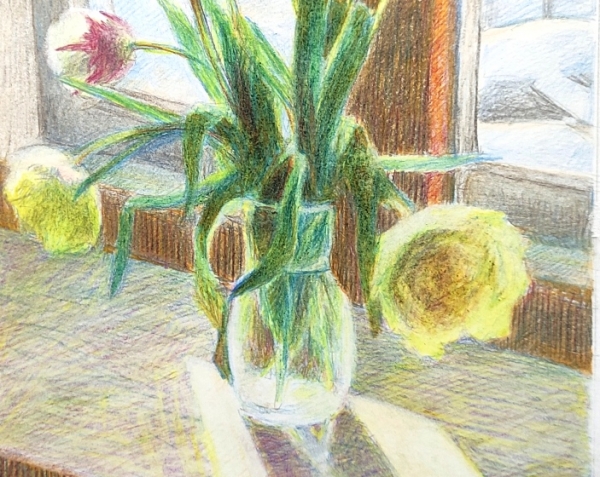 тюльпаны рисунок цветными карандашами