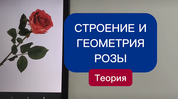 Строение розы, бутонов и листьев (теория)