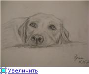 Ружа